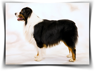 רועה אוסטרלי