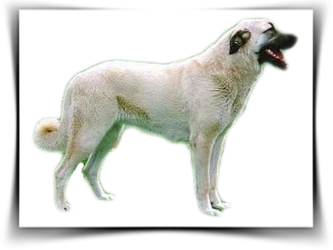 רועה טורקי קנגל